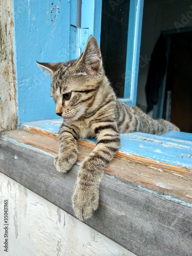 the kitten is lying on the windowsill © Lenwoot
