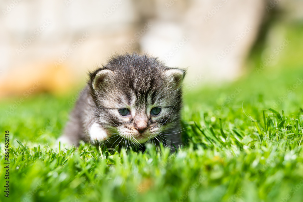 kitten in the green grass