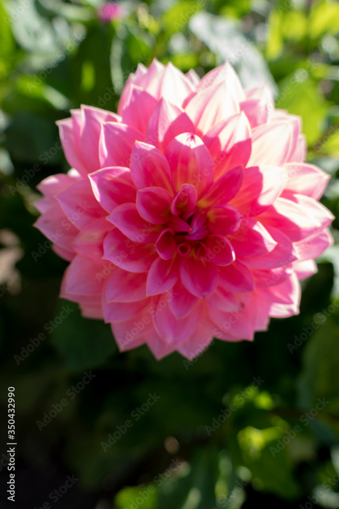 pink peony flower