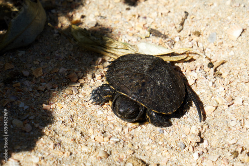 Fotografija Image of a young land turtle.