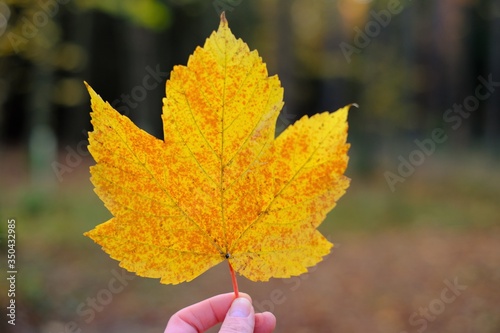 Autumn leaf in hand on blurred autumn forest background. Autumn maple yellow leaf. Fall season.