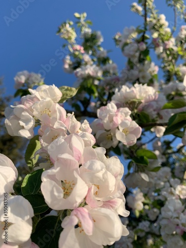 apple tree blossom © Cassidy