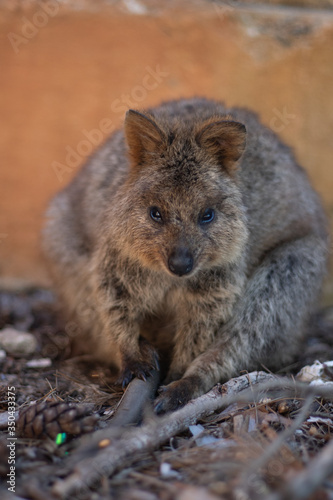 Rottnest island Quokka  Western Australia, Marsupials