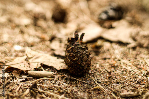 Single Pinecone in the forest, woods