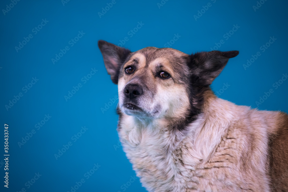 Portrait of a sad dog from a shelter on a blue background.. close up Portrait of a sad dog from a shelter on a blue background.. close up