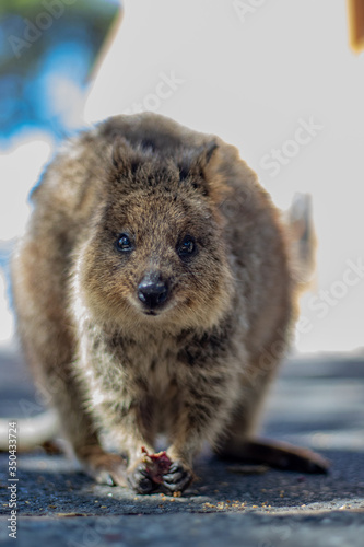 Rottnest island Quokka Western Australia, Marsupials