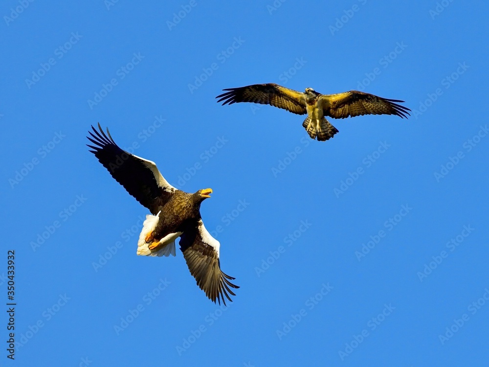 Obraz premium オオワシとミサゴのバトルシーン
