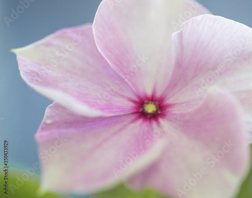 Pink and Purple Flower Macro