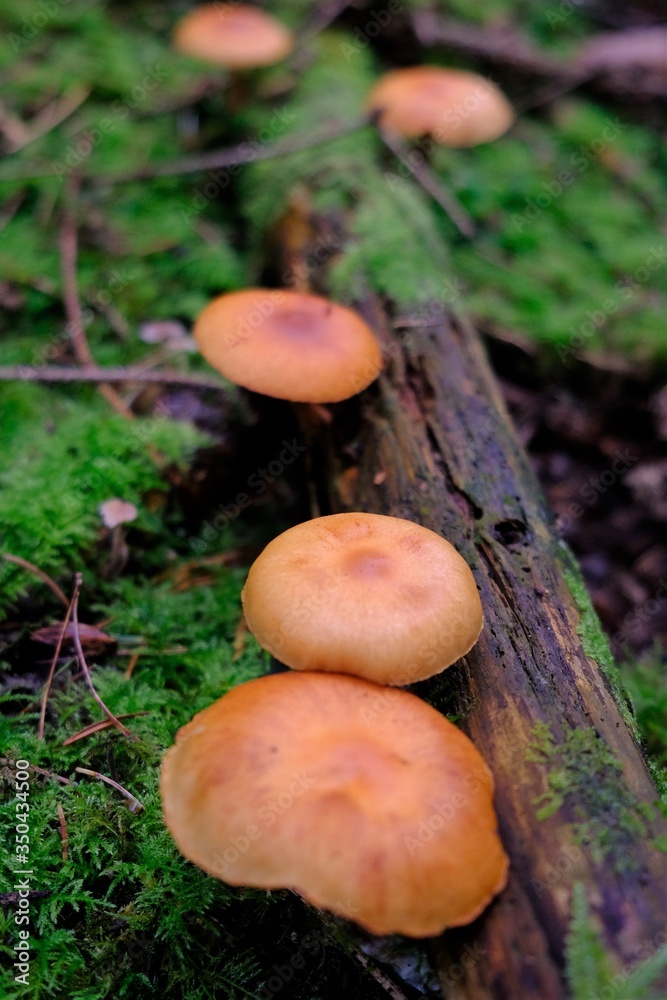 Mushrooms oily in the green moss background in the forest. Mushroom harvest. Autumn season.Edible Mushrooms