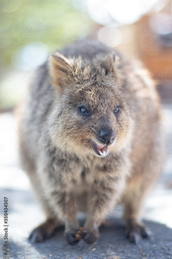 Naklejka premium Rottnest island Quokka Western Australia, Marsupials