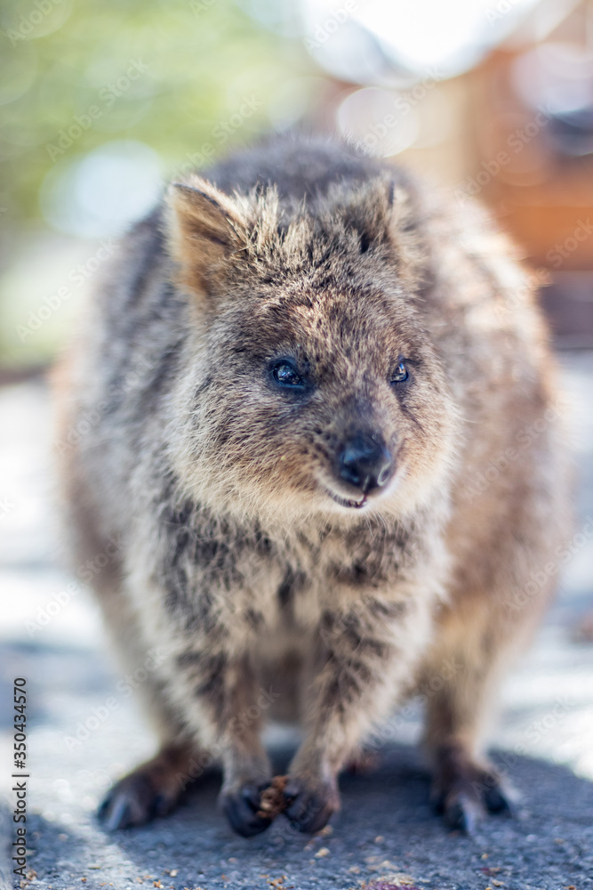 Rottnest island Quokka Western Australia, Marsupials Rottnest island Quokka Western Australia, Marsupials