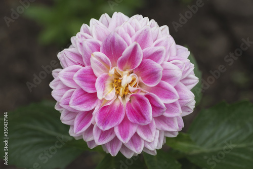 Pink dahlia flower in a garden.