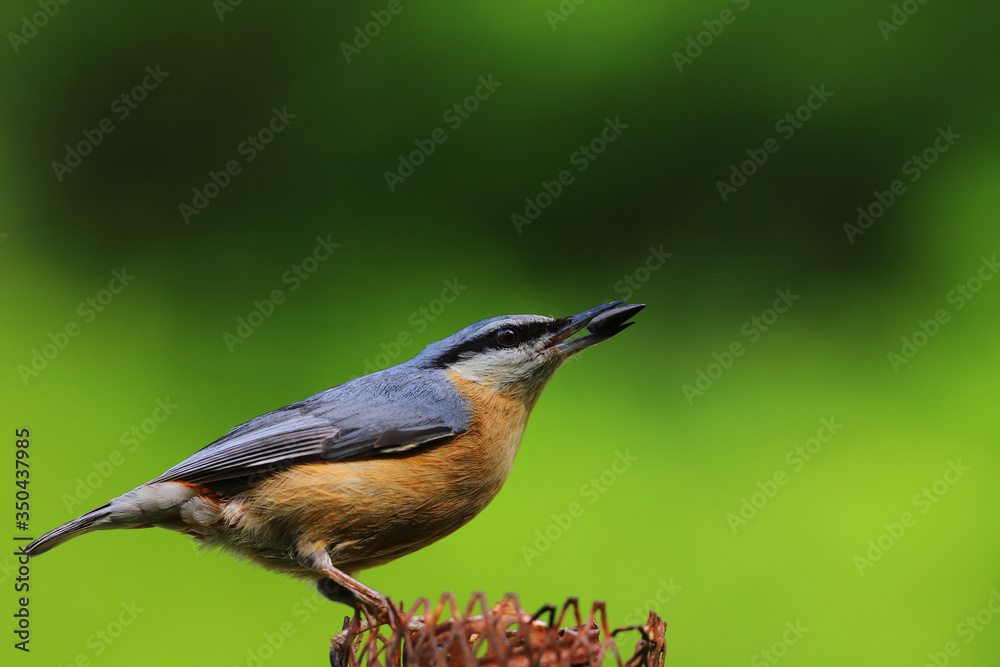 Nuthatch, full-length portrait with a seed in its beak, on a green blurred background Nuthatch, full-length portrait with a seed in its beak, on a green blurred background