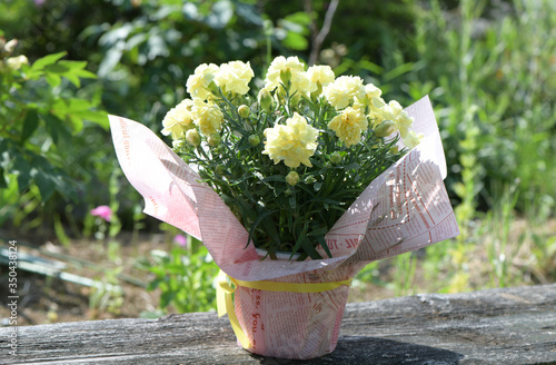 黄色いカーネーション