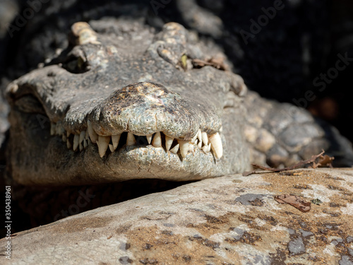 Close up Head of Crocodile with Teeth Isolated on Background