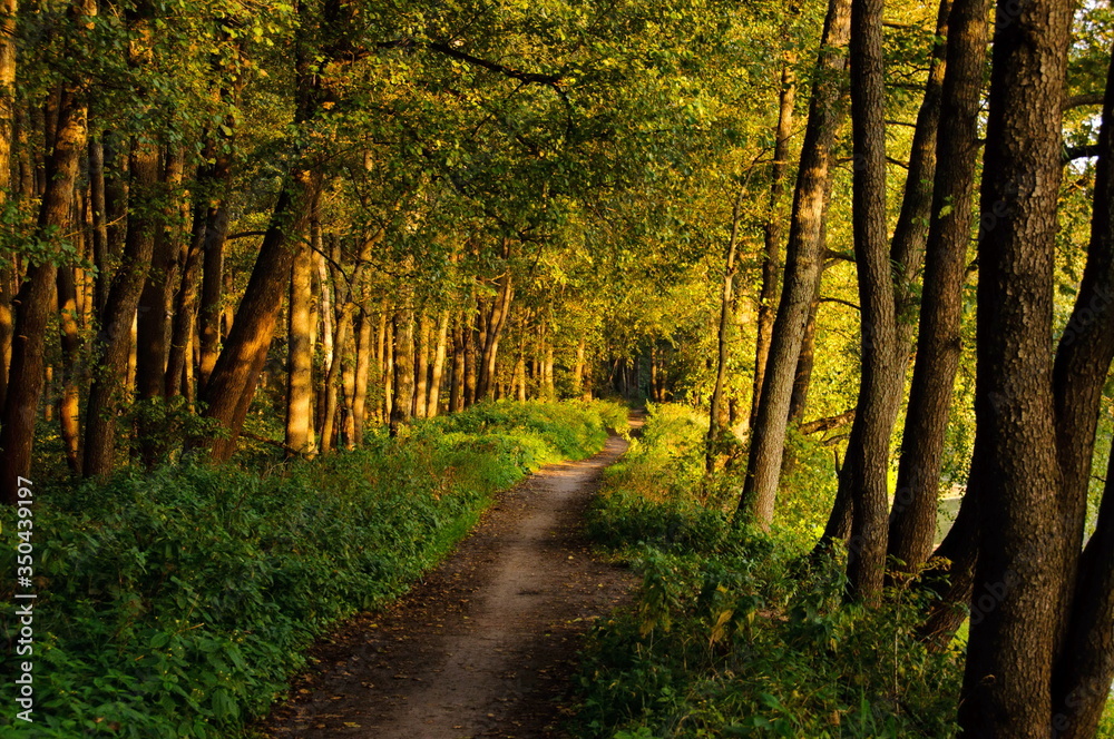 Forest path along the lake on a Sunny summer morning. Moscow region. Russia.