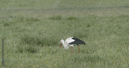 Stork looking for food, white stork, black stork, STorch auf der Nachrungssuche photo