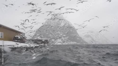 A large flock of seagulls wildly flap in torrential wind with a backdrop of an epic mountain and a fishing hut in view. photo