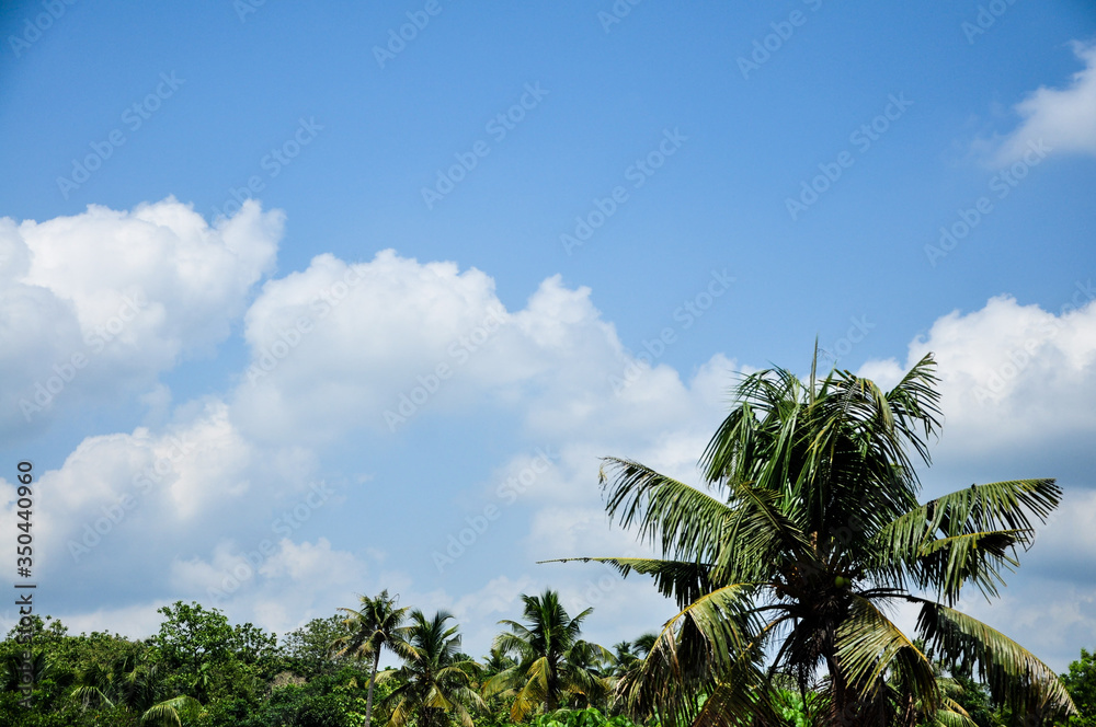 Fototapeta premium palm trees against blue sky