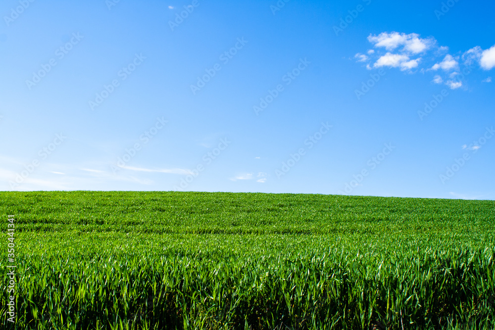 Beautiful field of young green wheat against a blue sky with clouds. Nature wallpapers. Growing seeds of agricultural crops. Spring, sunny landscape in Belarus. Blank space for text Beautiful field of young green wheat against a blue sky with clouds. Nature wallpapers. Growing seeds of agricultural crops. Spring, sunny landscape in Belarus. Blank space for text