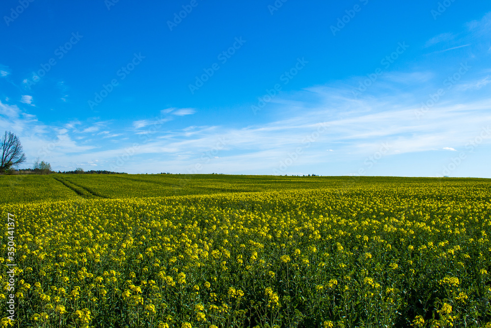 Beautiful field of green and light yellow rape with one tree. Meadow with forest. Growing seeds of agricultural crops. Spring sunny panorama landscape blue sky, clouds. Wallpaper of nature in Belarus