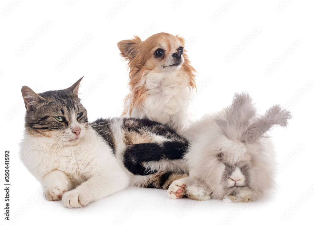 rabit, cat and chihuahua