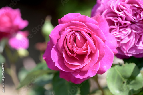 バラの花