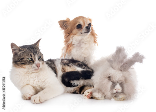 Fototapeta Naklejka Na Ścianę i Meble -  rabit, cat and chihuahua