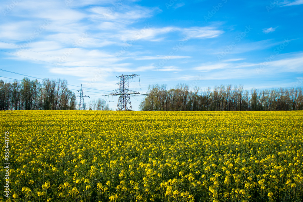 Beautiful field of yellow rape green wheat. Power line electricity energy electric tower. Meadow forest. Growing seeds of agricultural crops. Spring sunny landscape with blue sky. Wallpaper of nature
