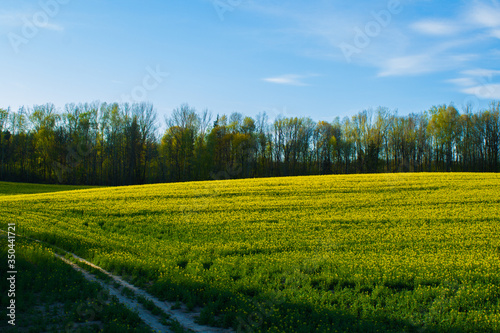 Beautiful field of yellow rape and green wheat. Road. Green meadow with a forest. Cultivation of agricultural crops. Planting seeds. Spring, sunny landscape with blue sky. Wallpaper of nature Belarus