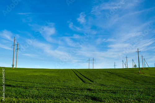 Beautiful field of young green wheat against a blue sky with clouds. Power line. Electric tower. Nature wallpapers. Growing seeds of agricultural crops. Spring, sunny landscape in Belarus. 