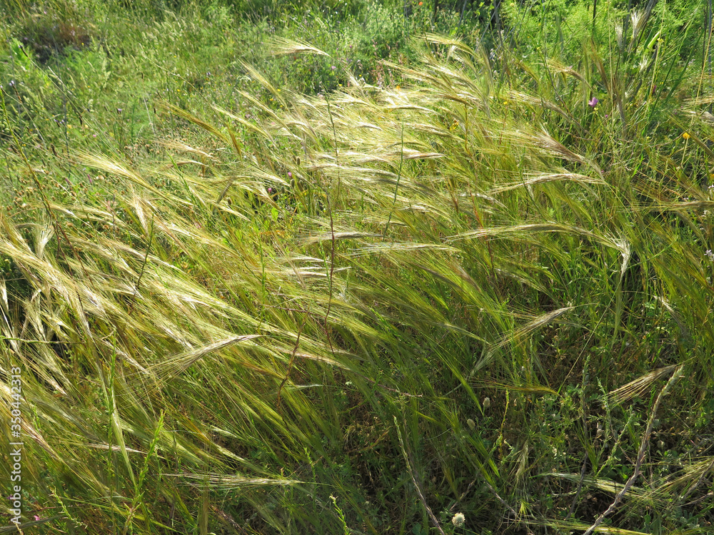 Wind blowing over wild grass in spring sunshine Wind blowing over wild grass in spring sunshine