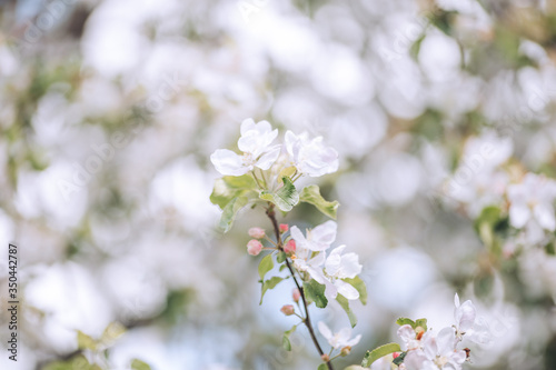 Spring blooming, apple tree, white flowers on trees, background