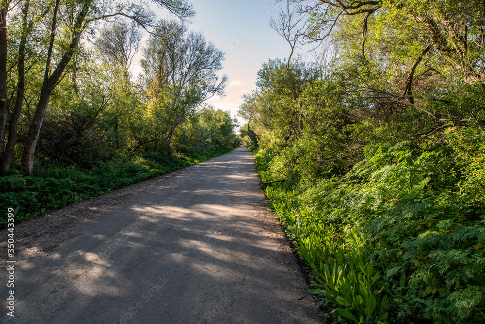 Naklejka premium footpath in the park