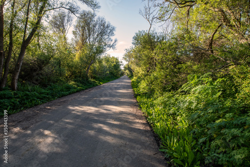 footpath in the park