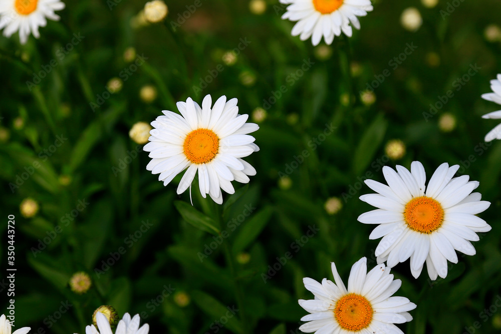 daisies in a grass