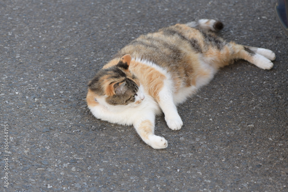 外猫(10歳) 外猫(10歳)