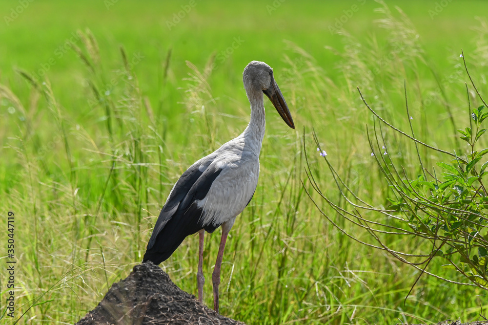 Fototapeta premium Heron stood in the rice field