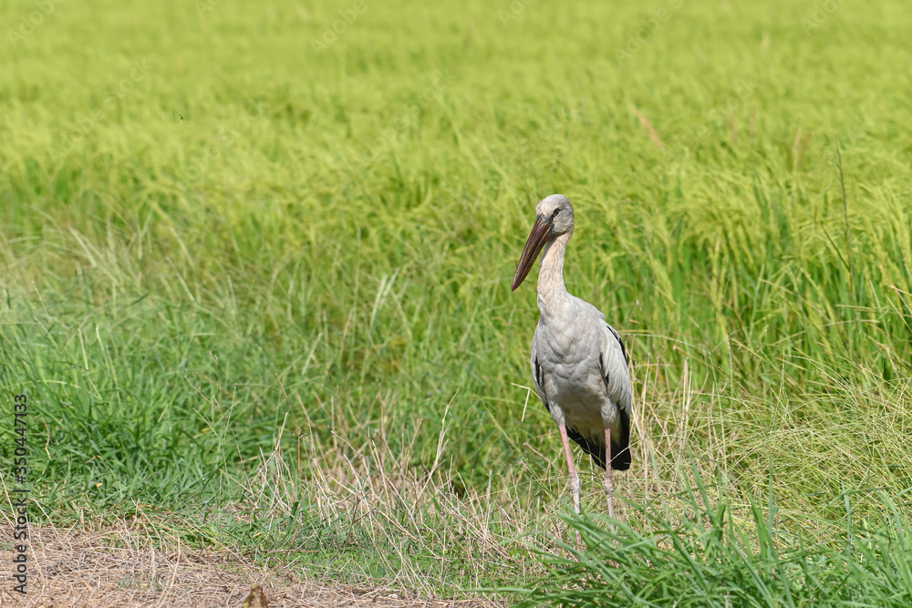 Fototapeta premium Heron stood in the rice field
