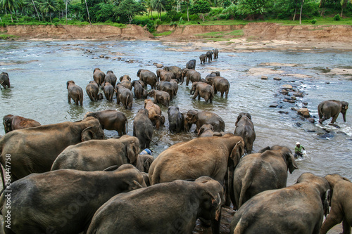Canvas Print Group of Asian elephants bathing in river