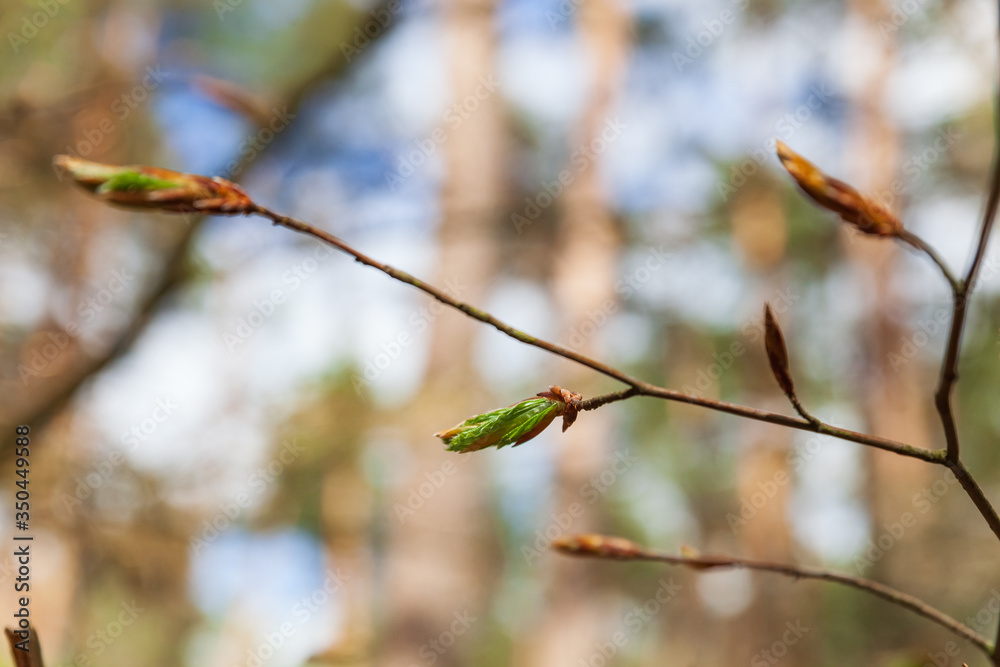 Young green beech leaves and buds Young green beech leaves and buds