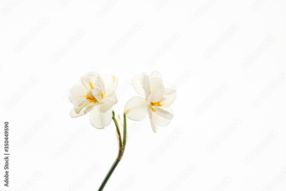 Obraz premium flowers on the white background