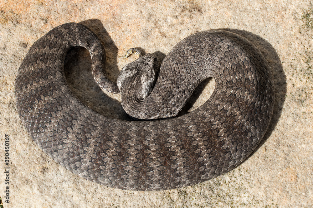 Fototapeta premium Common Death Adder