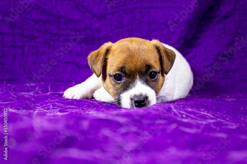 beautiful calm puppy bitch jack russell terrier lies on a purple bedspread, horizontal format © Nataliia Makarovska