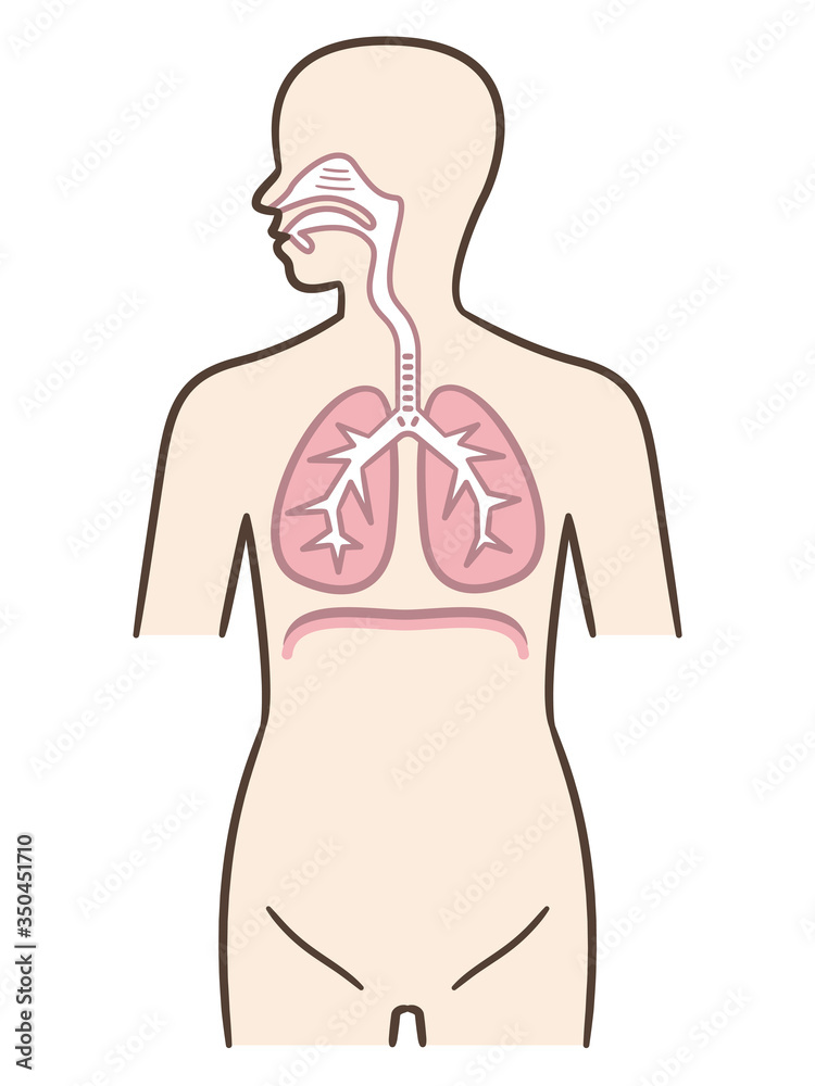 呼吸器横隔膜人体stock Vector Adobe Stock