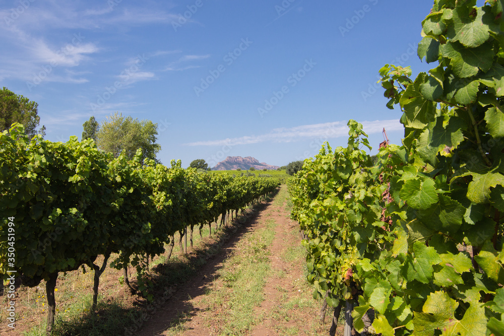 Vignoble dans le var