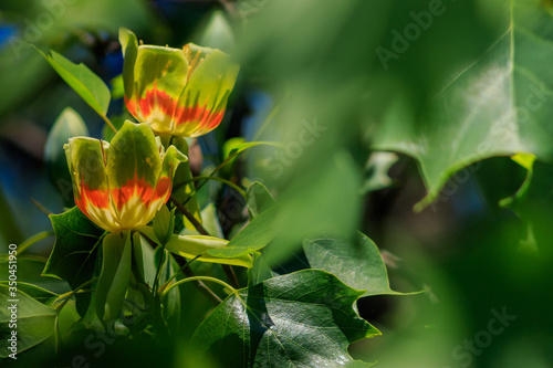 Valokuva Flowering tulip tree (Liriodendron Tulipifera, Tulip Tree, American Tulip Tree,