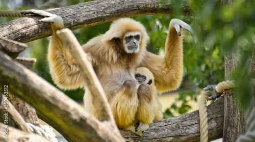 gibbon, tier, säugetier, wild lebende tiere, tierpark, natur, weiß, baum