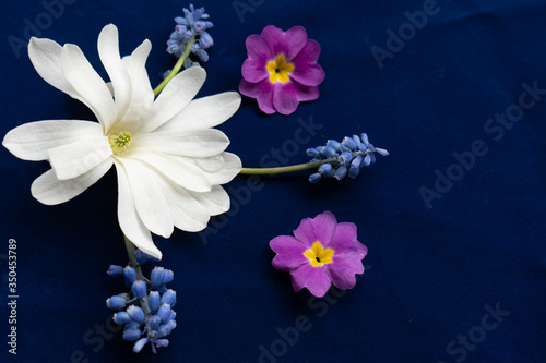 Flat lay with white magnolia, muscari flowers and garden primrose flowers on the blue background