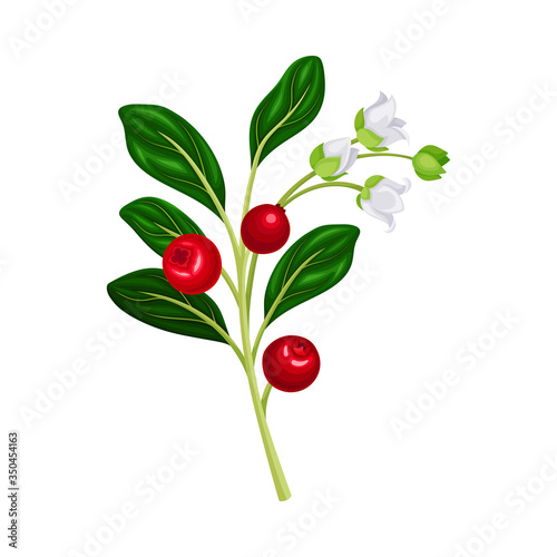 Green Branch of Lingonberry or Mountain Cranberry with Oval Leaves and Blooming Flowers Bearing Edible Red Fruit Vector Illustration